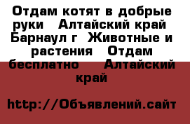 Отдам котят в добрые руки - Алтайский край, Барнаул г. Животные и растения » Отдам бесплатно   . Алтайский край